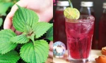 Nước lá tía tô tốt cho sức khỏe nhưng có một số người càng dùng nhiều càng ‘độc’