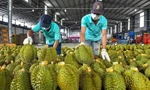 Sầu riêng 'vấp ngã' khiến xuất khẩu rau quả lao dốc