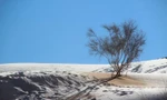 Cảnh tượng cực hiếm: Băng tuyết bất thường phủ trắng sa mạc Sahara
