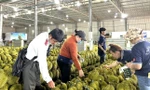 Sầu riêng Việt Nam sẽ đi đâu về đâu? 
