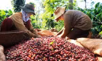 Cà phê Việt Nam thắng lớn