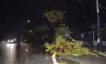 Mưa lớn, gió giật mạnh làm cây xanh gãy, đè trúng ô tô ở Bình Phước