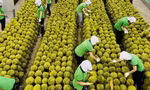 Lý do xuất khẩu rau quả Việt Nam vừa hụt thu hơn 2.800 tỷ đồng
