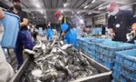 Áp thuế 46%: Hơn 37.000 tấn thủy sản Việt Nam đang trên đường sang Mỹ 