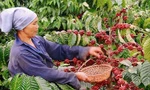 Giá cà phê Việt Nam cao nhất từ trước đến nay
