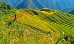 Ruộng bậc thang Mù Cang Chải được xếp hạng Di tích Quốc gia đặc biệt 