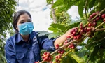 Giá cà phê, hồ tiêu tăng vọt sau chuỗi ngày 'rơi thẳng đứng' 