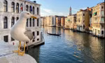 Chim hải âu giật đồ ăn, tấn công du khách ở Venice
