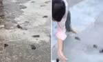 ‘Mưa cá’ bất ngờ trút tới tấp xuống thành phố Ấn Độ