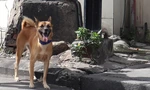 Ám ảnh chó thả rông giữa trung tâm TP.HCM