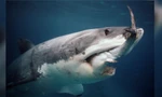 Bạn biết gì về cá mập trắng, loài cá săn mồi lớn nhất thế giới? 