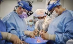 Kỳ tích y học: Cấy ghép thành công hai quả tim lợn cho bệnh nhân chết não 