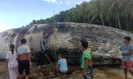 Xác cá nhà táng khổng lồ trôi dạt vào bờ biển Philippines khiến các chuyên gia lo ngại
