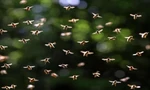 Đàn ong có khả năng thay đổi thời tiết 