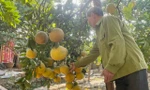 Bưởi Diễn từ cây nhiều năm tuổi đắt hàng dịp Tết