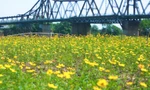 Lạc giữa cánh đồng hoa cúc vàng tuyệt đẹp dưới chân cầu Long Biên