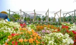 Ngàn hoa Xuân khoe sắc tại lễ hội hoa lớn nhất miền Bắc
