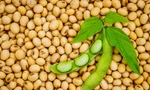 Thực hư chuyện bệnh nhân ung thư nên kiêng ăn đậu nành