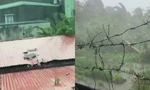 Video bão số 3 đổ bộ Hải Phòng: Mưa lớn kèm gió giật quật đổ cây, bay mái tôn