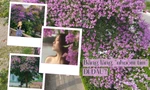 Mùa bằng lăng "nhuộm tím" Hà Nội, đi đâu và bí kíp bắt góc chụp ảnh xinh?