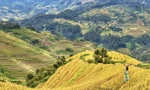 Mùa vàng Mù Cang Chải – Nơi giới trẻ thích xê dịch, mê “check-in” không thể bỏ lỡ
