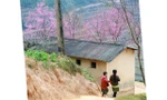 Mùa xuân về trên Mù Cang Chải