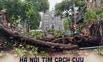 'Hồi sinh' cây xanh bị gãy đổ do bão, Hà Nội phải làm gì?