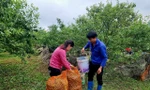 Nông dân Mộc Châu bật khóc vì mận rụng sau mưa đá, giá sụt 60 lần