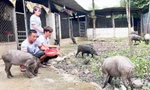 Mô hình nuôi lợn rừng của anh Khanh được nhiều đoàn viên thanh niên tham quan, học hỏi