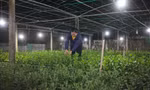 Tranh thủ buổi tối, bà Trần Thị Vân ( xã Nghi Hoa, huyện Nghi Lộc, tỉnh Nghệ An) ra vườn chăm sóc hoa Tết