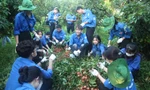Các bạn đoàn viên, sinh viên thu hoạch vải thiều giúp bàn con huyện Lục Ngạn