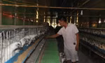 Mỗi ngày, trang trại gà ác của anhNguyễn Hữu Thắng cung cấp ra thị trường khoảng 4.000 quả trứng thu về 10 triệu đồng