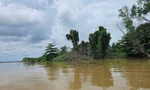 Bờ cồn Sơn trên sông Hậu (giữa Cần Thơ - Vĩnh Long) sạt lở, làm diện tích thu hẹp. Ảnh: Hoà Hội