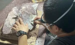 Một chuyên gia làm sạch tảng đá chứa hóa thạch xương khủng long, được phát hiện ở đảo Port của Hồng Kông