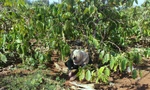 Người đi tìm nấm luồn dưới gốc bới các đám lá ủ mục 