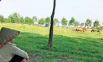 Nhiều dự án bỏ hoang đất tại Mê Linh, Hà Nội gây lãng phí lớn