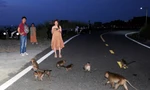 Đàn khỉ đuôi dài hàng chục con tràn xuống đường để xin đồ ăn