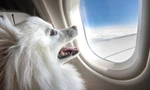 Chi 200 triệu đồng mua vé máy bay cho thú cưng