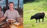 Tỷ phú Mark Zuckerberg chăn nuôi gia súc ở đảo Hawaii