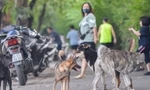 Người dân TP.HCM bất lực trước cảnh chó, mèo thả rông tung hoành