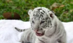 Hổ trắng quý hiếm sinh con ở Thảo cầm viên Sài Gòn
