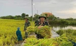 Thanh Hoá: Bộ đội, dân quân giúp dân gặt lúa 'chạy' mưa bão