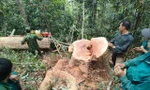 Bắt quả tang 5 đối tượng khai thác gỗ trái phép ở Thanh Hoá