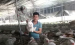 Chàng trai xứ Thanh khởi nghiệp thành công nhờ nuôi thỏ kết hợp dúi 