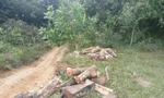 Truy tìm lâm tặc tàn phá rừng ở Thanh Hóa sau vụ phát hiện 3 tấn gỗ cắt khúc