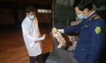 Thanh Hoá: Thu giữ, tiêu huỷ gần 1 tấn bì lợn bốc mùi trên đường tiêu thụ