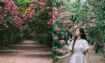 Hóa thân thành "nàng thơ" lạc bước trong khu vườn tường vi đẹp như tranh vẽ ở Hà Nội