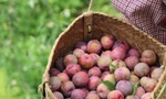 Mận gì ngon nhất: Bạn đã thử được bao nhiêu loại mận trong mùa Hè này?