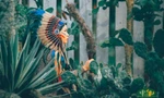 Khu vườn xương rồng đẹp không góc chết giữa lòng Hà Nội cho bộ ảnh lãng mạn giữa hoang mạc