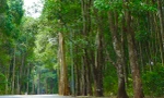 Khám phá khu rừng quý còn nguyên vẹn ở Bà Rịa- Vũng Tàu
